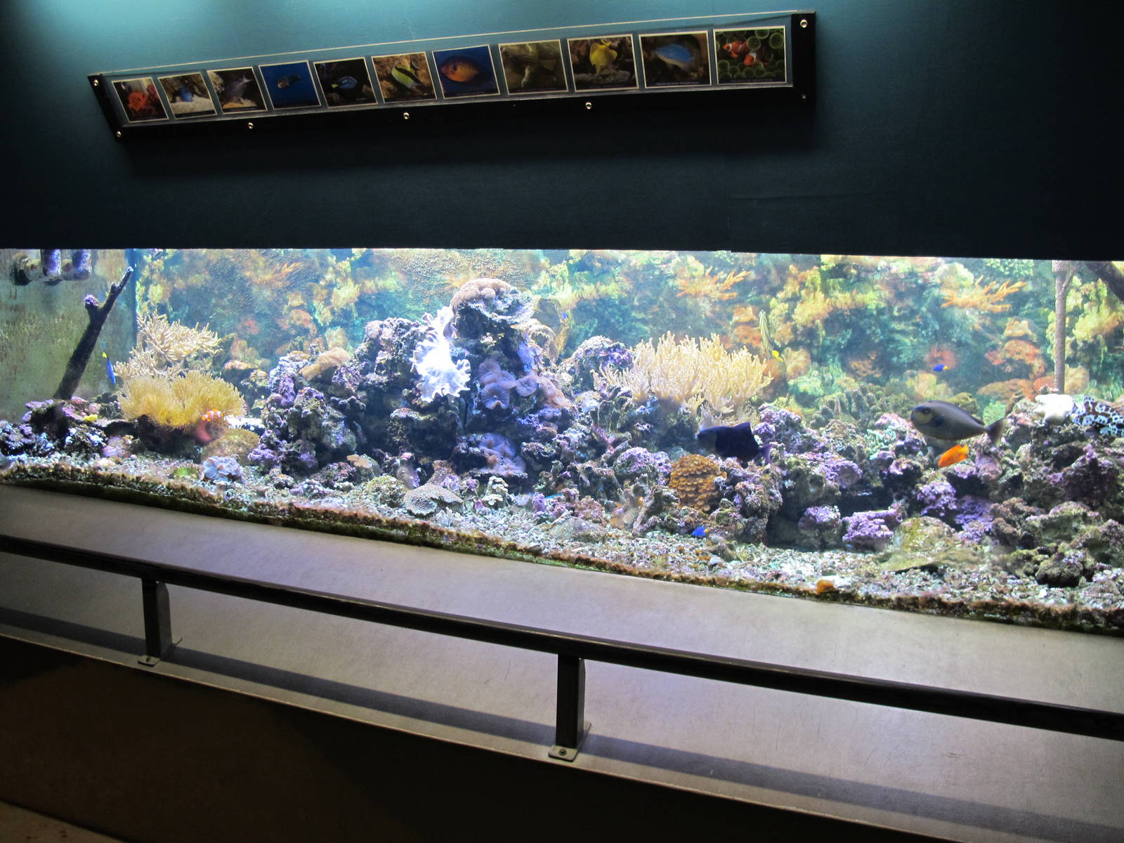 Tropical Marine Tank - Butterfly Creek 2011