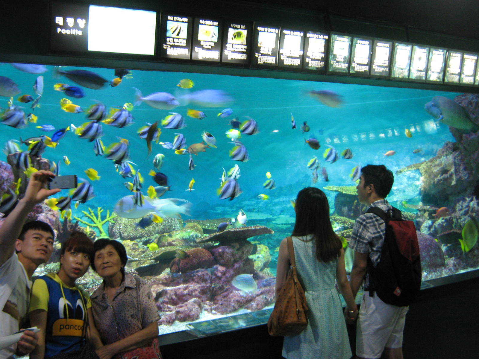 tropical marine tank