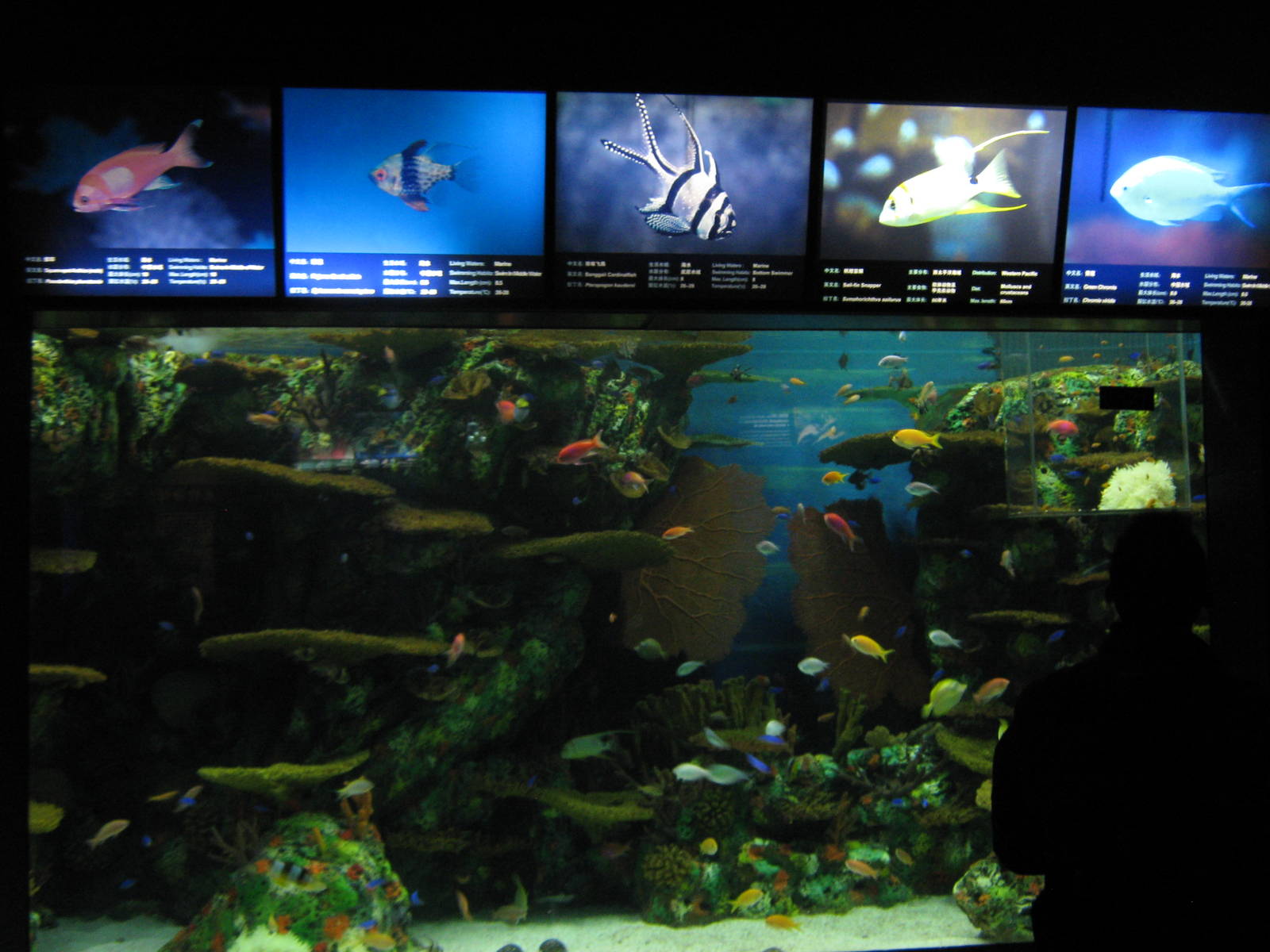 tropical marine tank