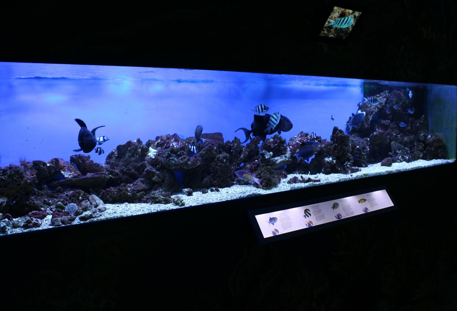 Tropical marine tank