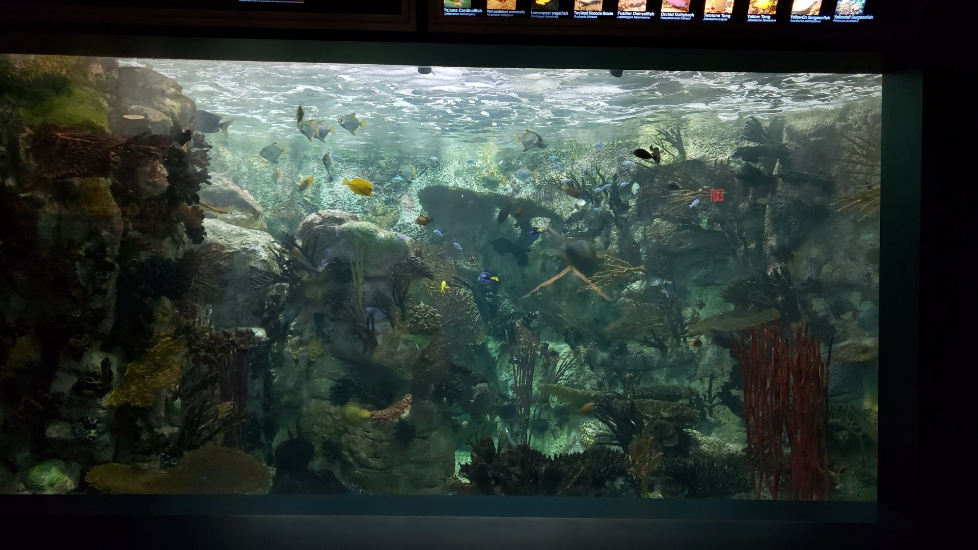 tropical marine tank