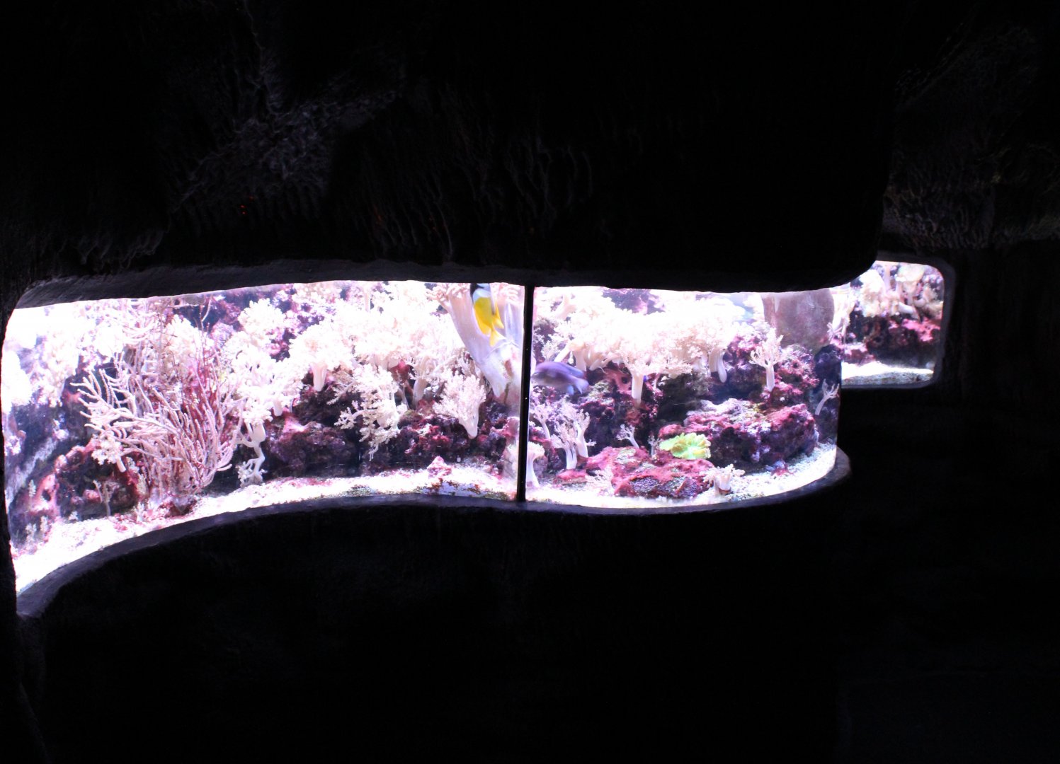 Tropical marine tank