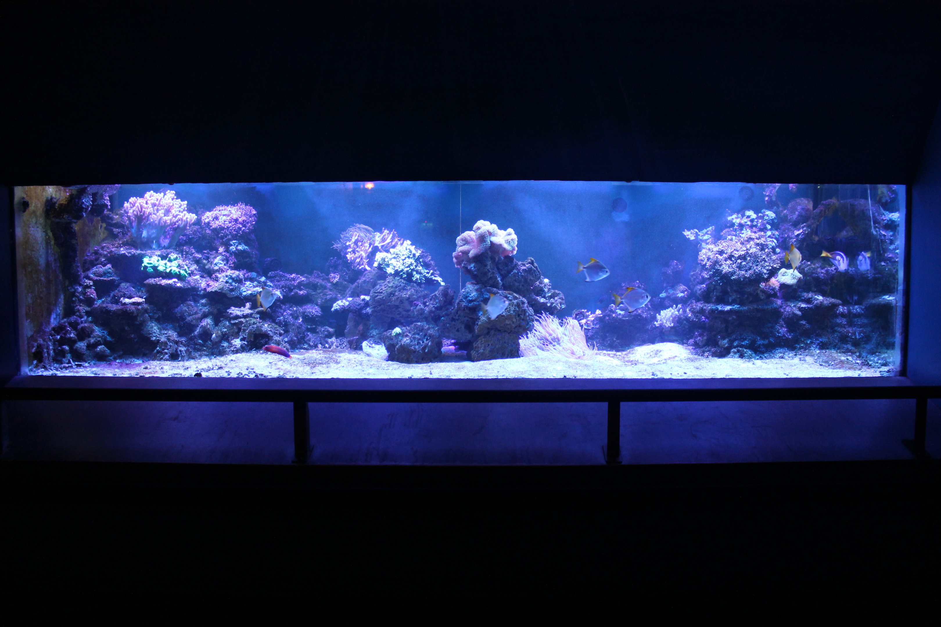 Tropical Marine Tank