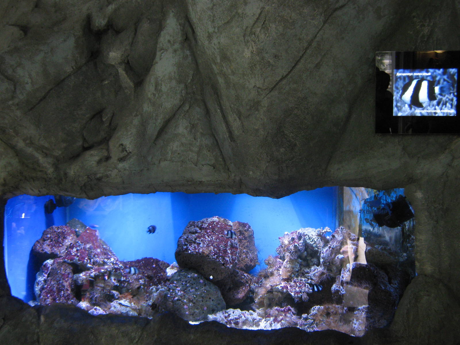 tropical marine tanks