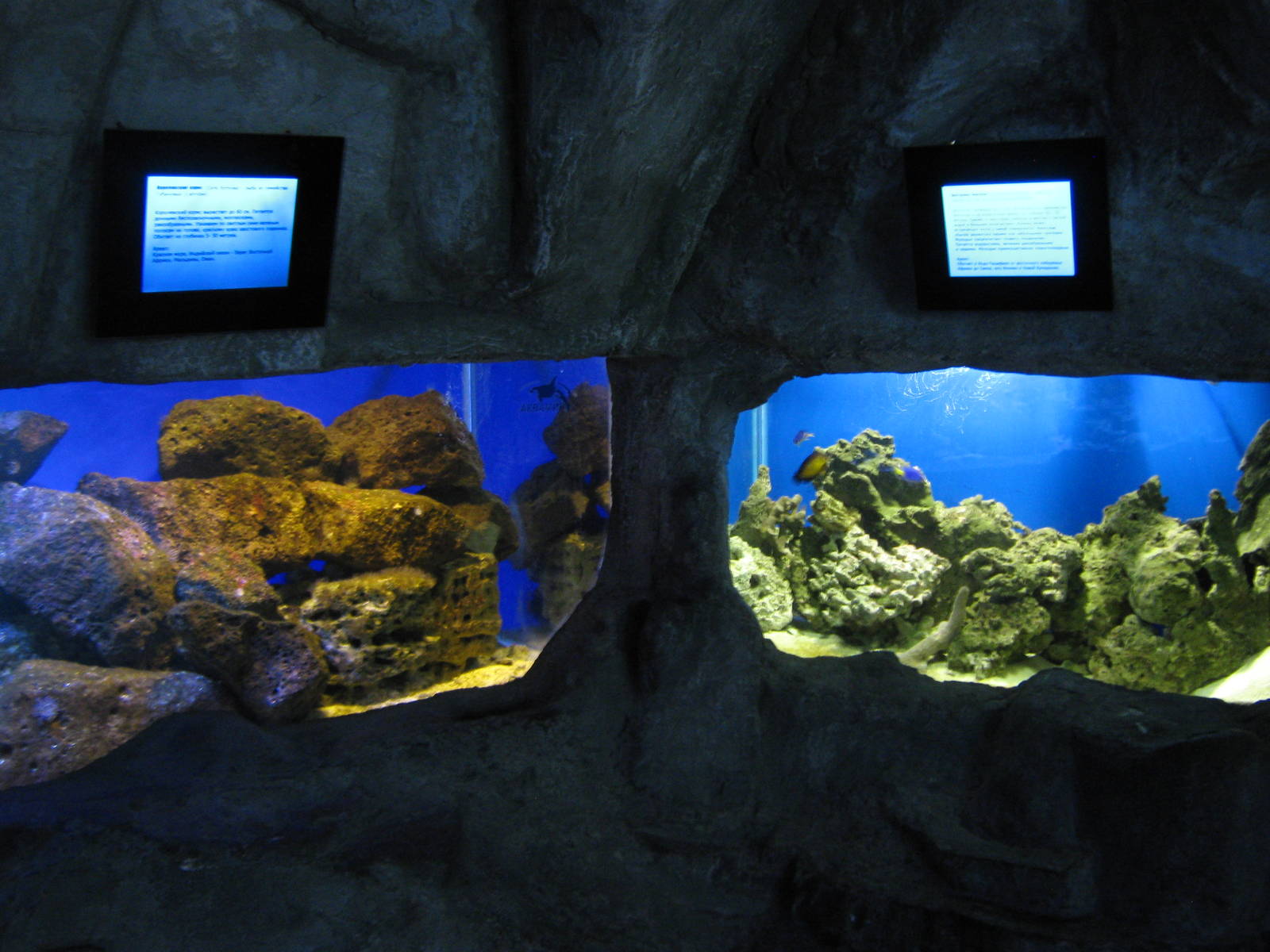 tropical marine tanks
