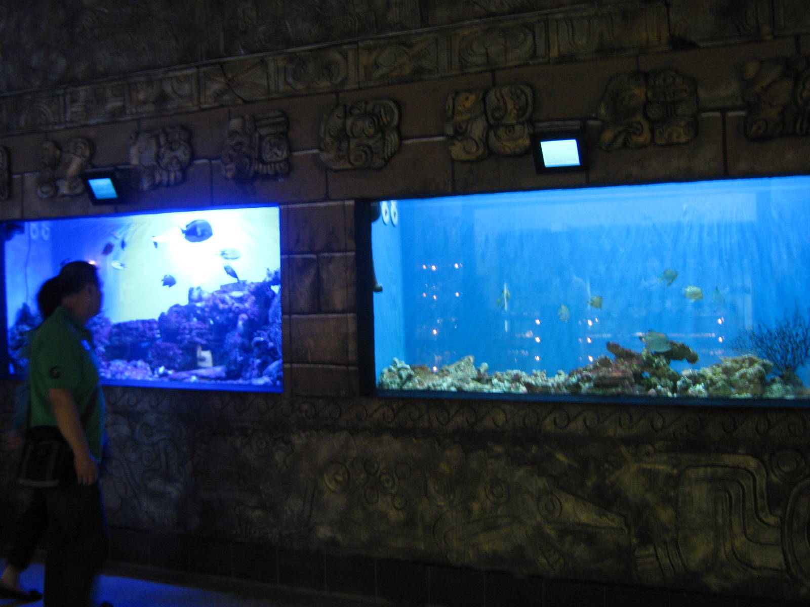tropical marine tanks