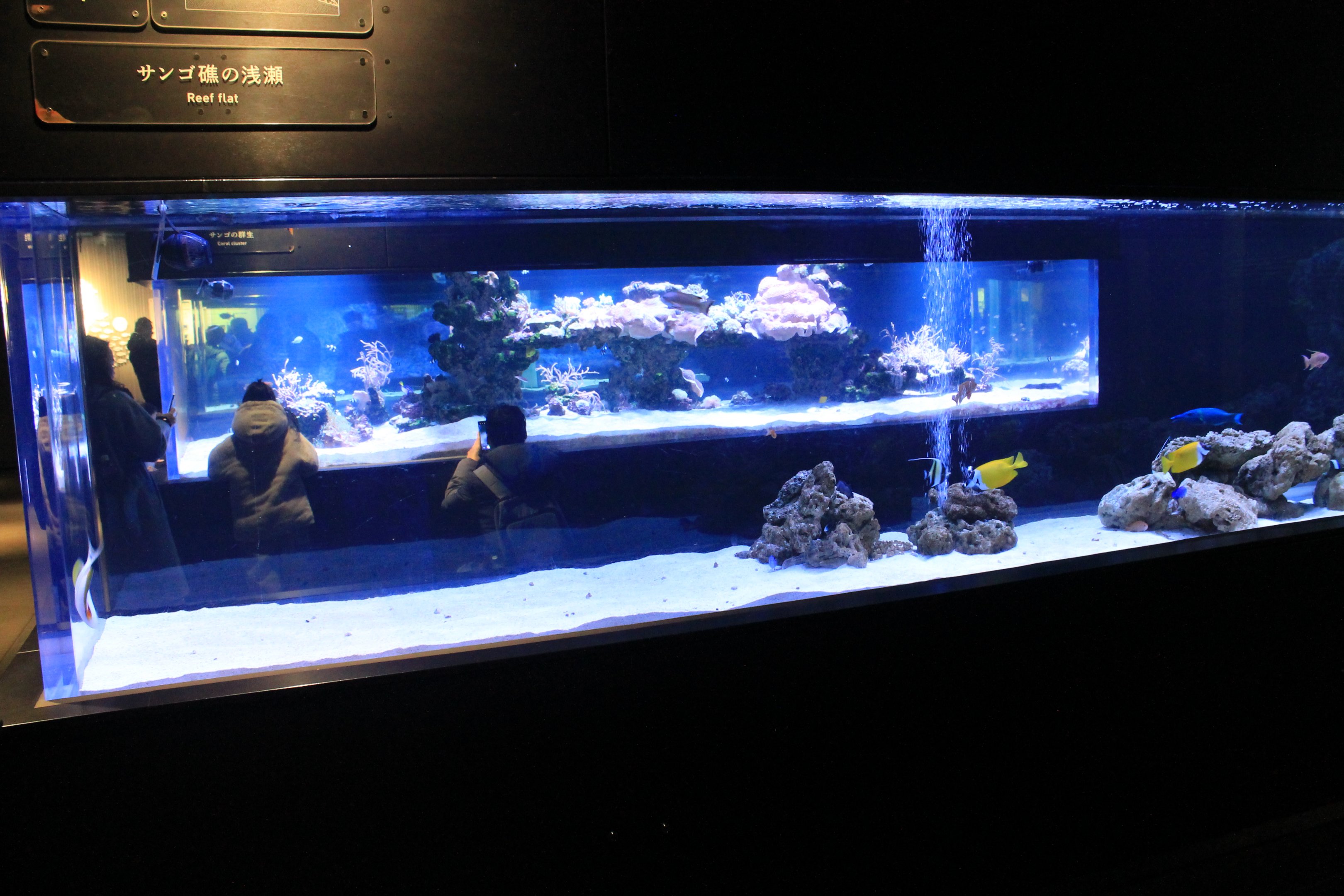Tropical marine tanks