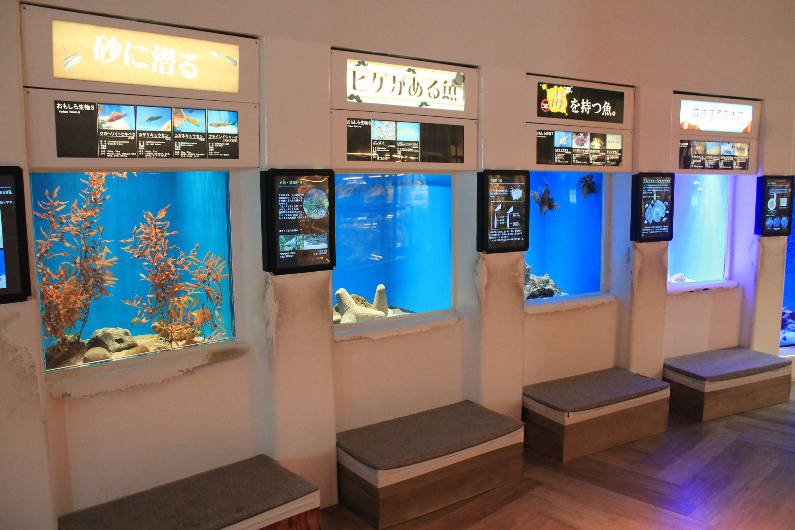 tropical marine tanks