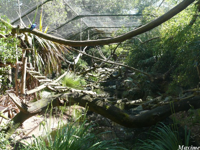 Tropical mixed-species exhibit - Zoo de la Flèche