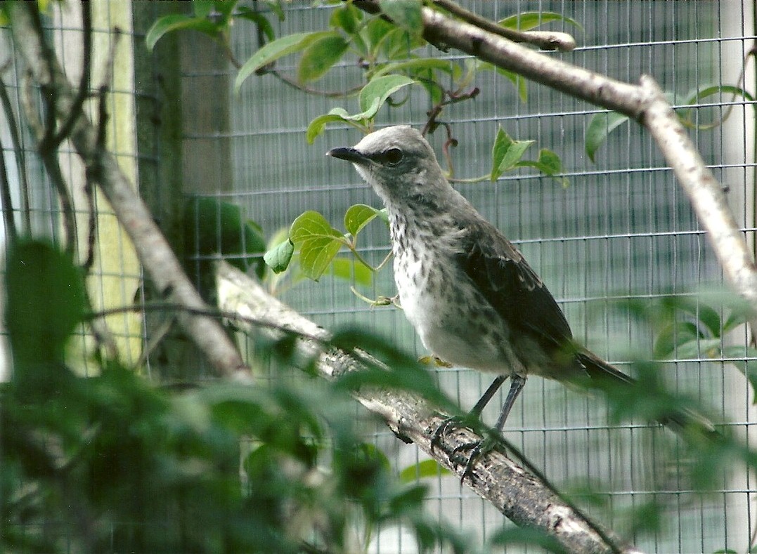 Tropical Mockingbird 5th September 2011