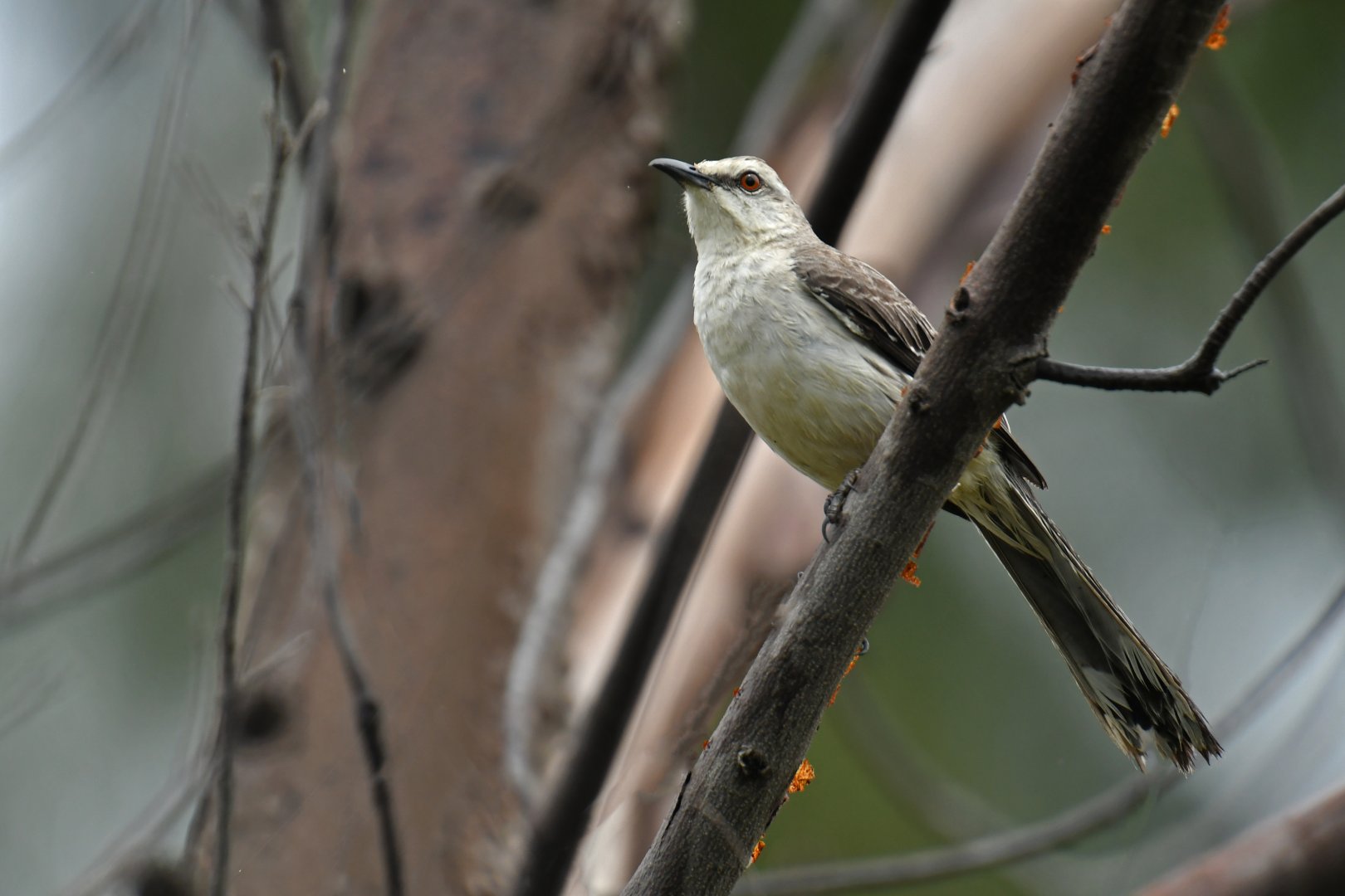 Tropical Mockingbird (Mimus gilvus)