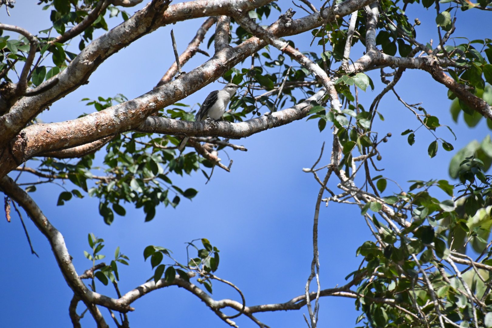 Tropical mockingbird (Mimus gilvus)