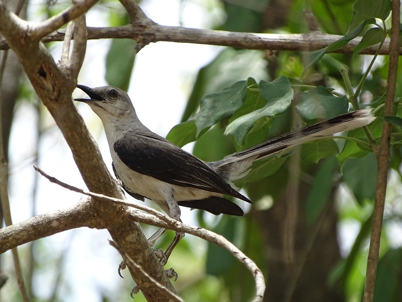 Tropical mockingbird