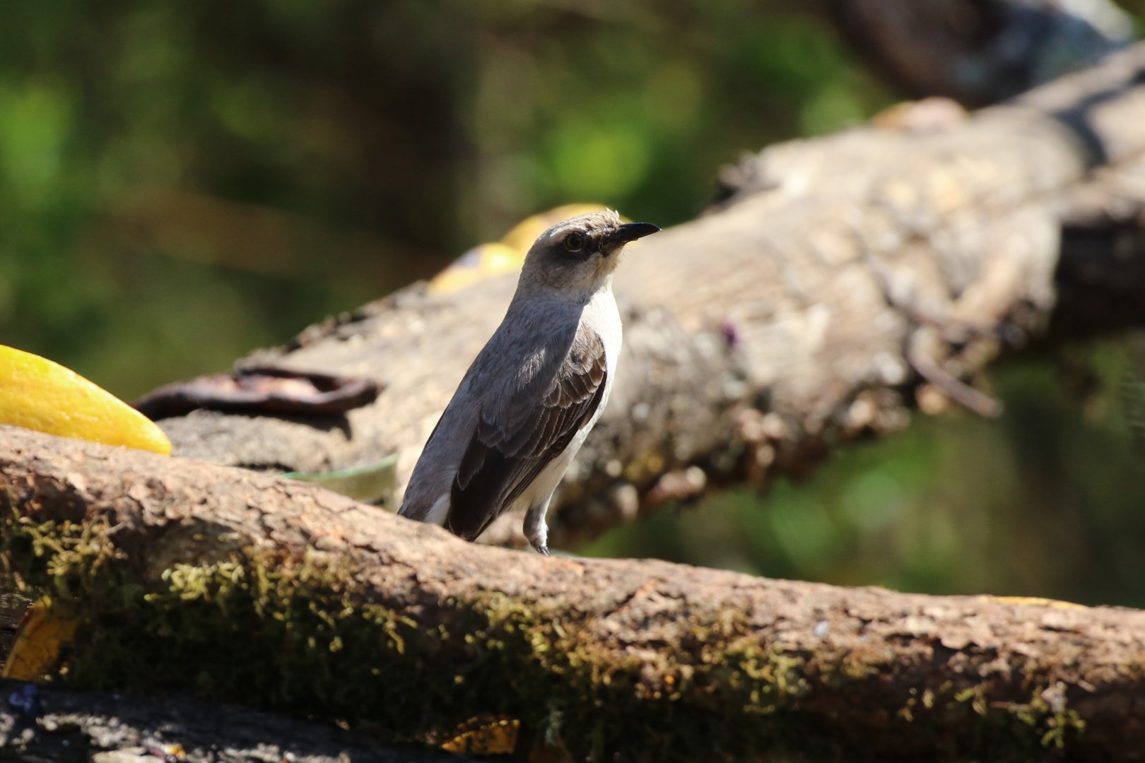 Tropical Mockingbird
