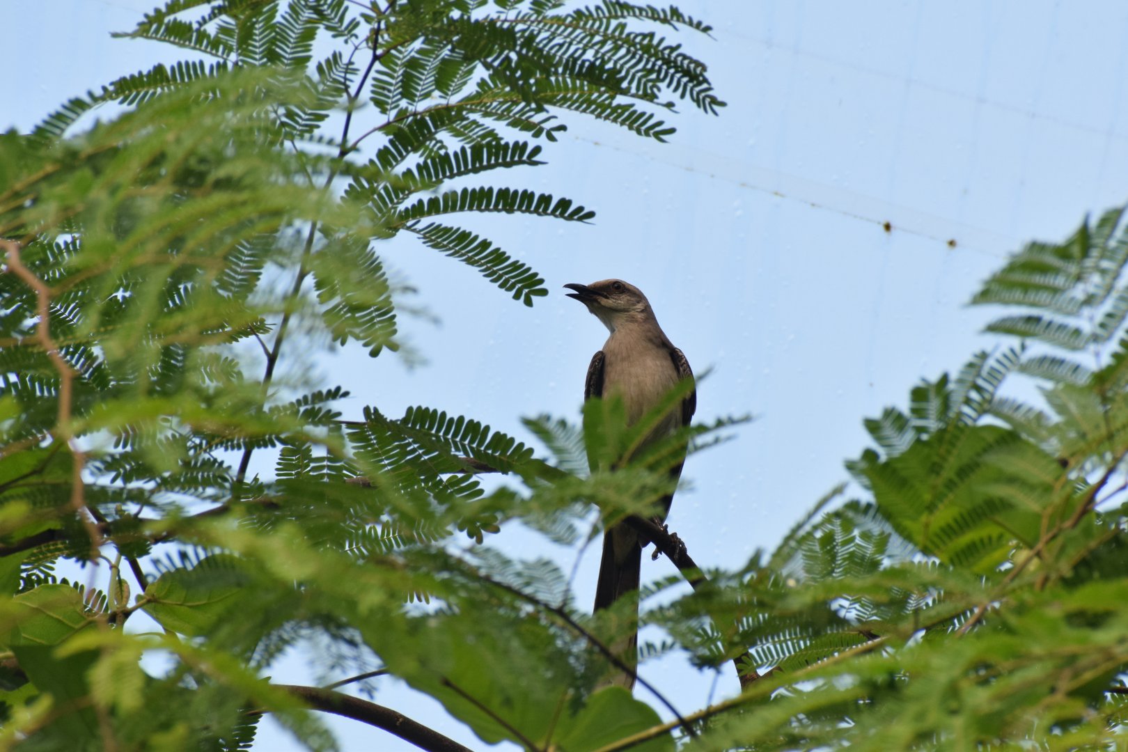 Tropical mockingbird