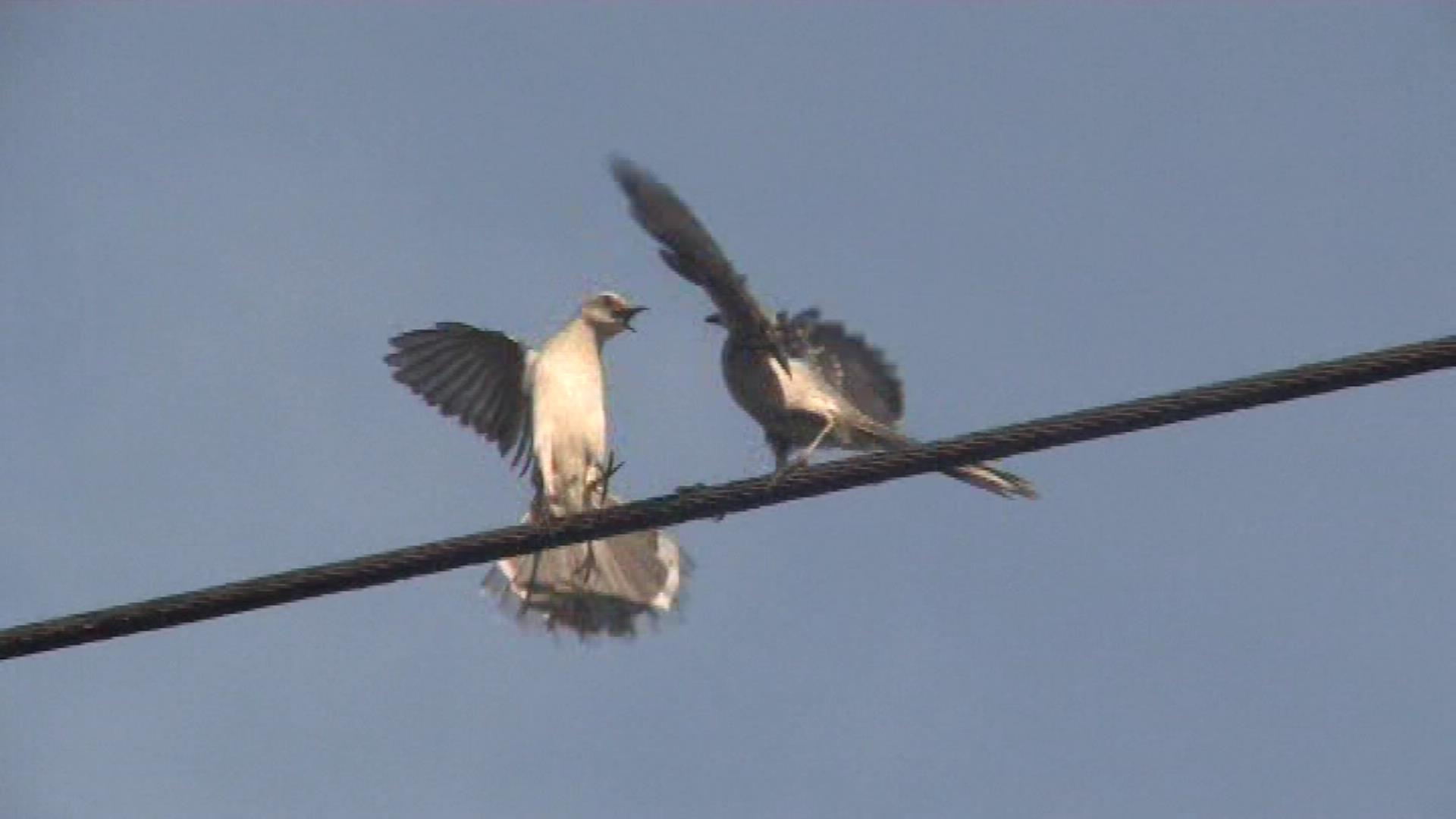 Tropical mockingbirds