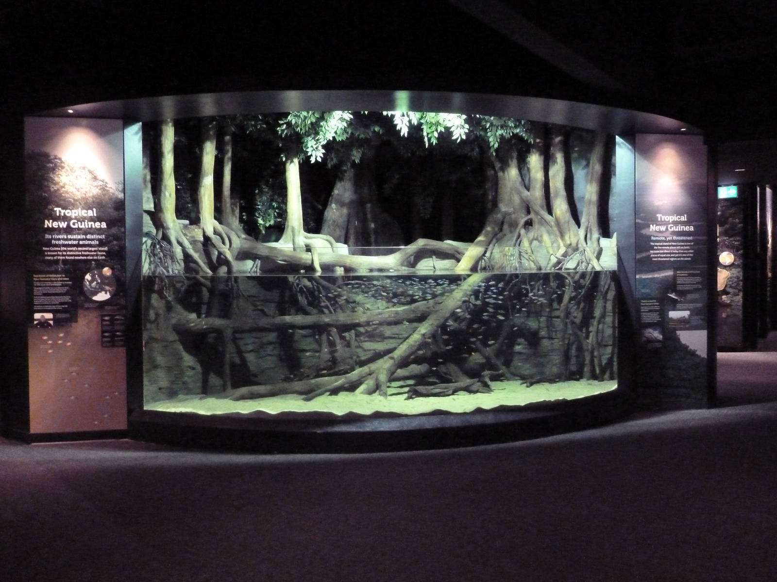 Tropical New Guinea Tank (New in 2014) - 4 Species