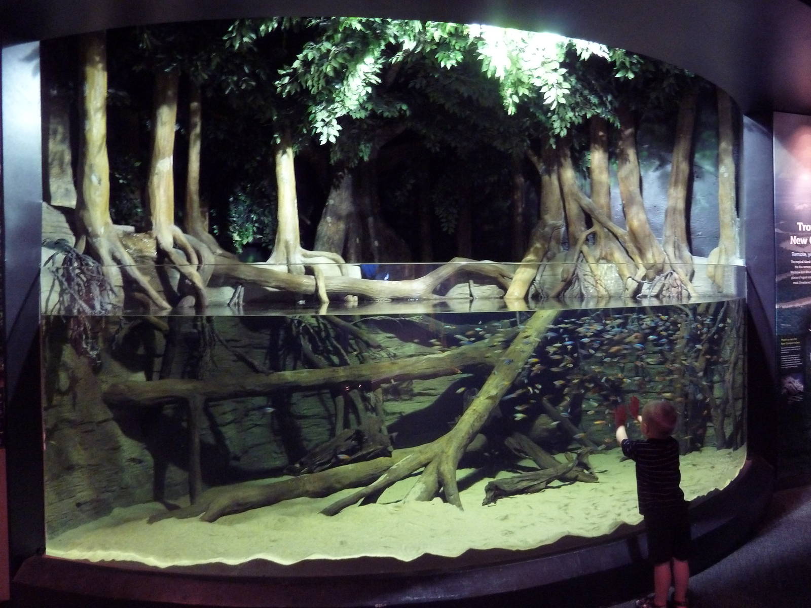 Tropical New Guinea Tank (New in 2014) - 4 Species