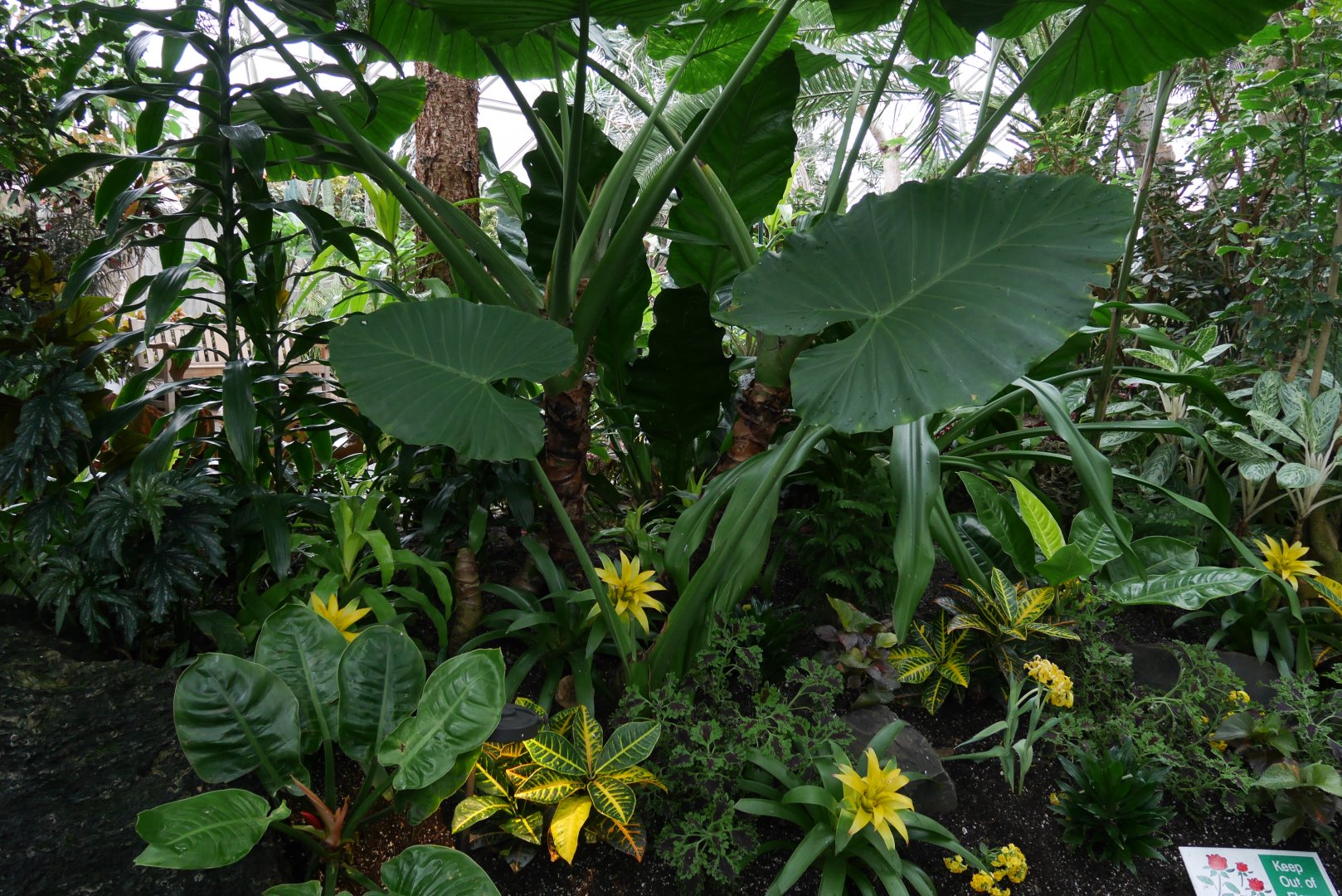 Tropical Ornamental Plantings- My First US Zoo Trip