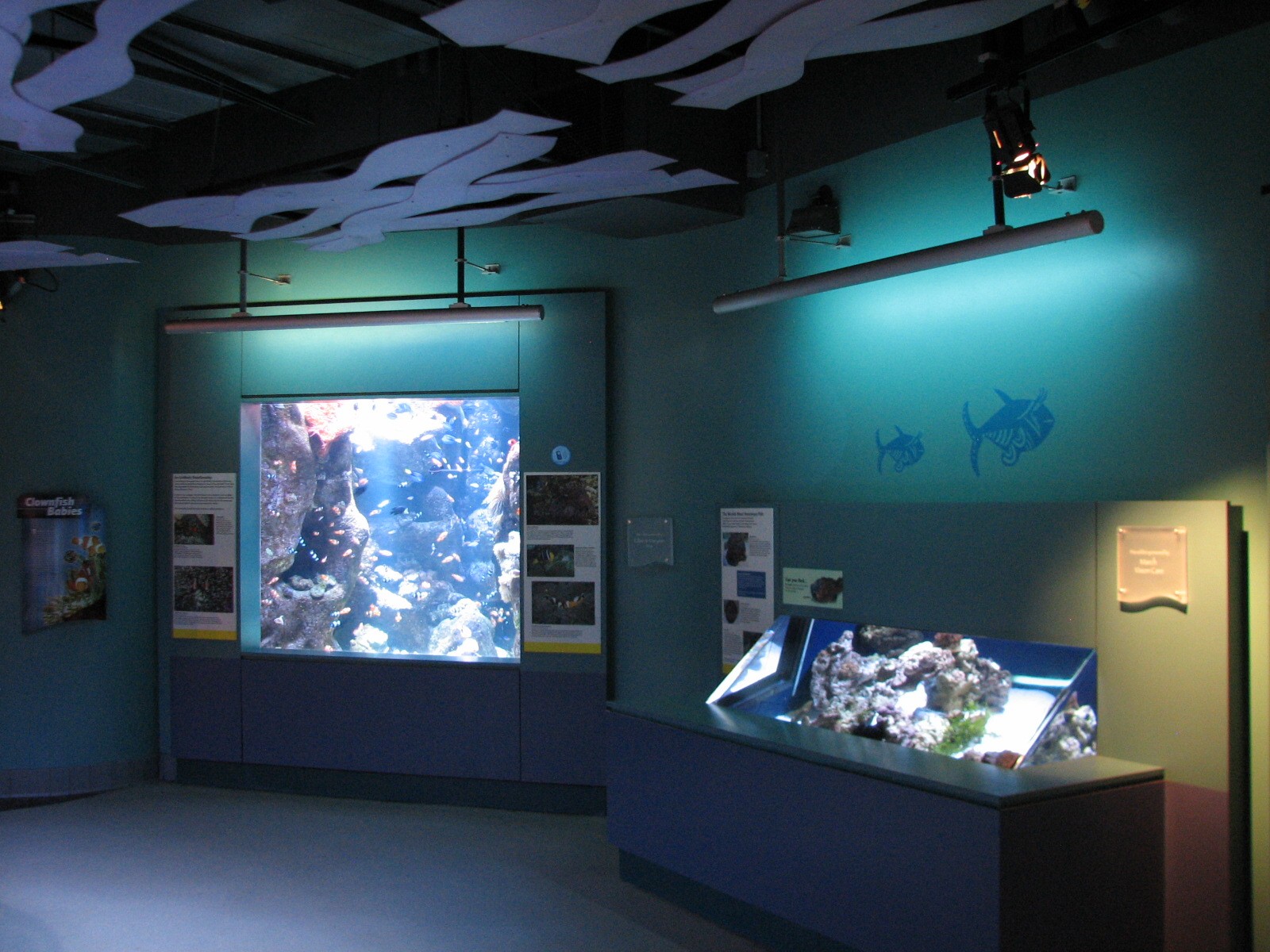 Tropical Pacific Gallery - Clownfish and Stonefish Exhibits