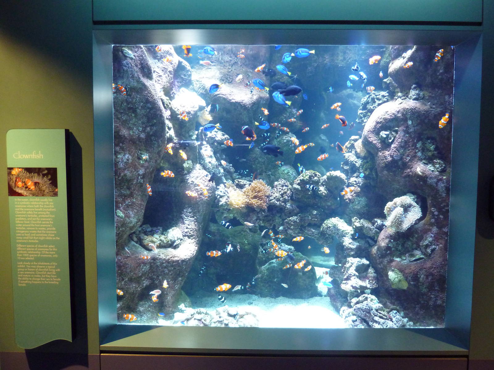 Tropical Pacific Gallery - Clownfish Exhibit