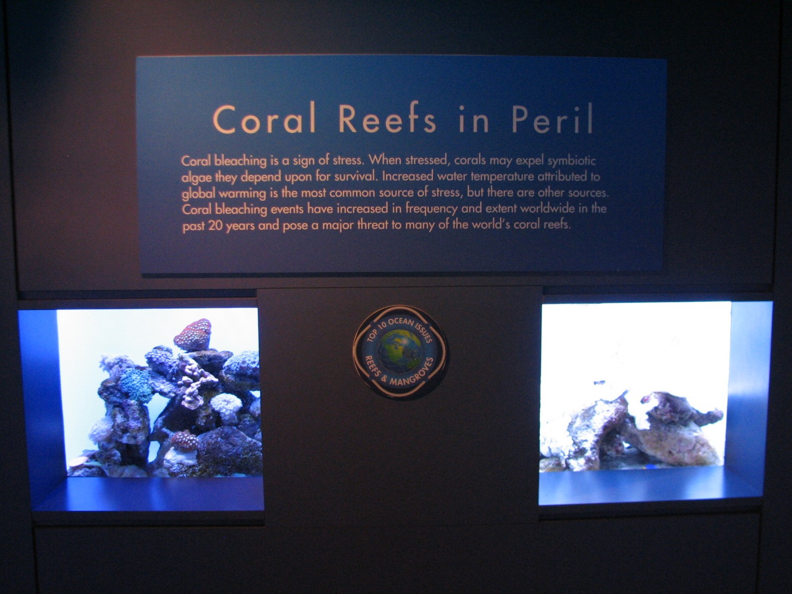Tropical Pacific Gallery - Coral Bleaching Exhibits