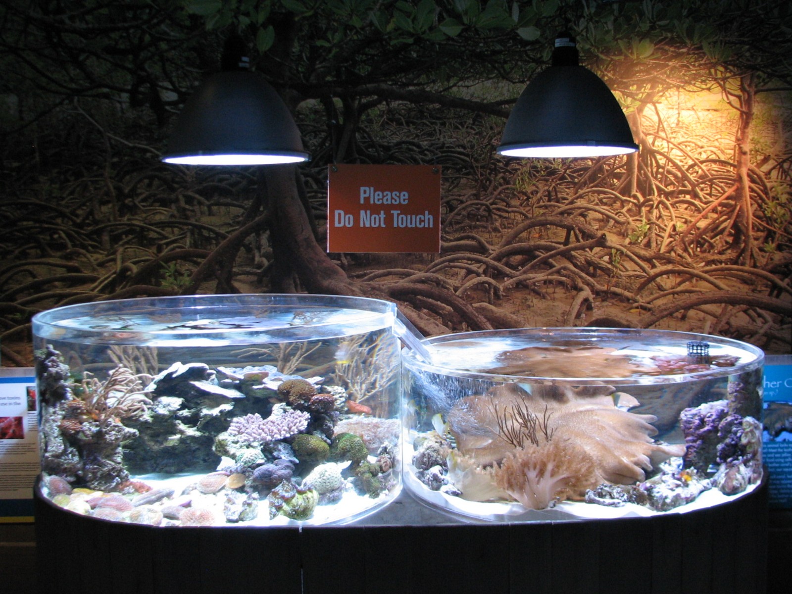 Tropical Pacific Gallery - Coral Exhibits