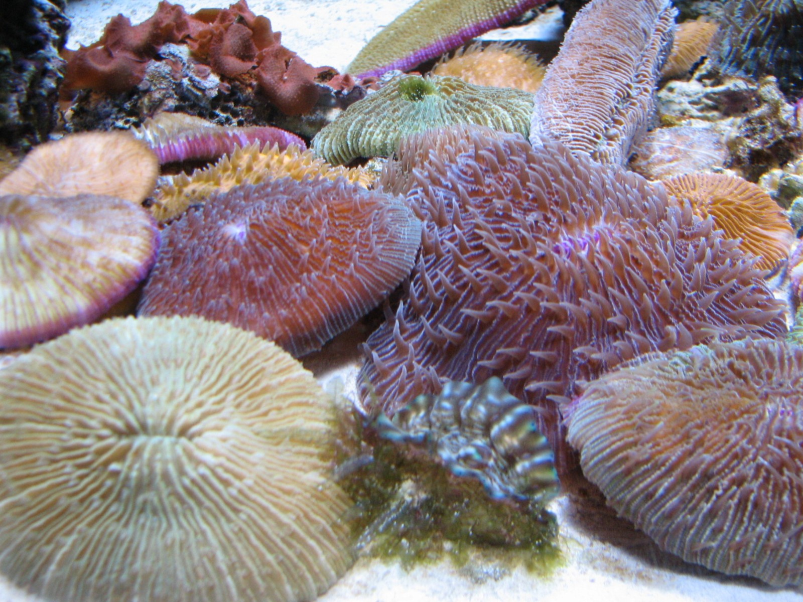 Tropical Pacific Gallery - Coral Exhibits