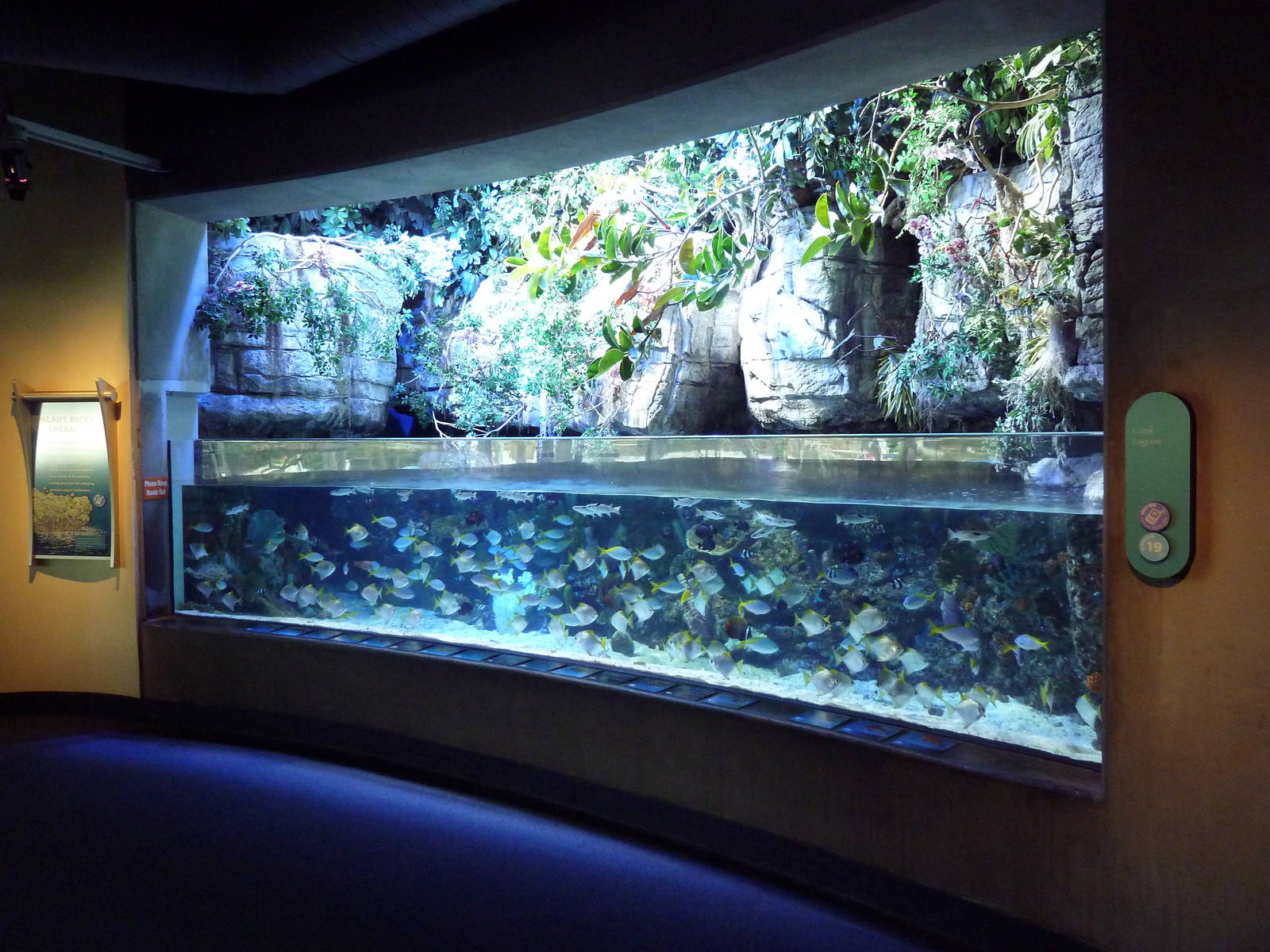 Tropical Pacific Gallery - Coral Lagoon Exhibit (Palau)