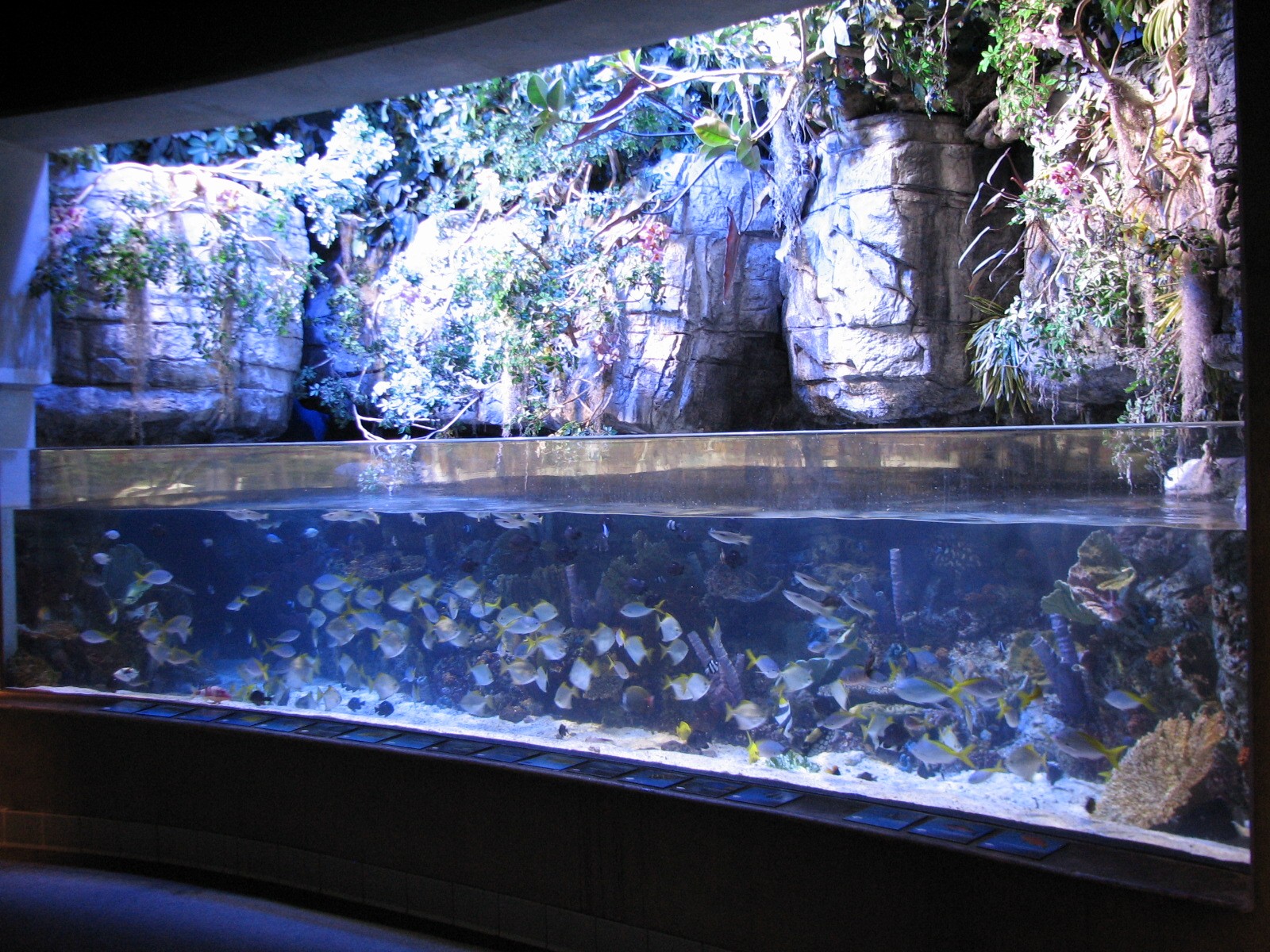 Tropical Pacific Gallery - Coral Lagoon Exhibit