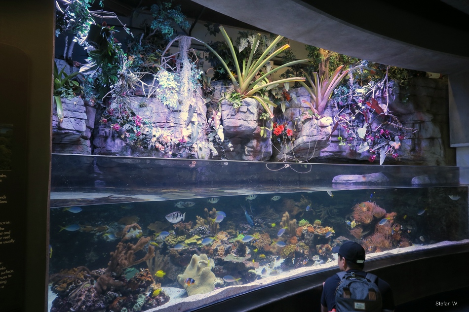 Tropical Pacific Gallery - Coral Lagoon