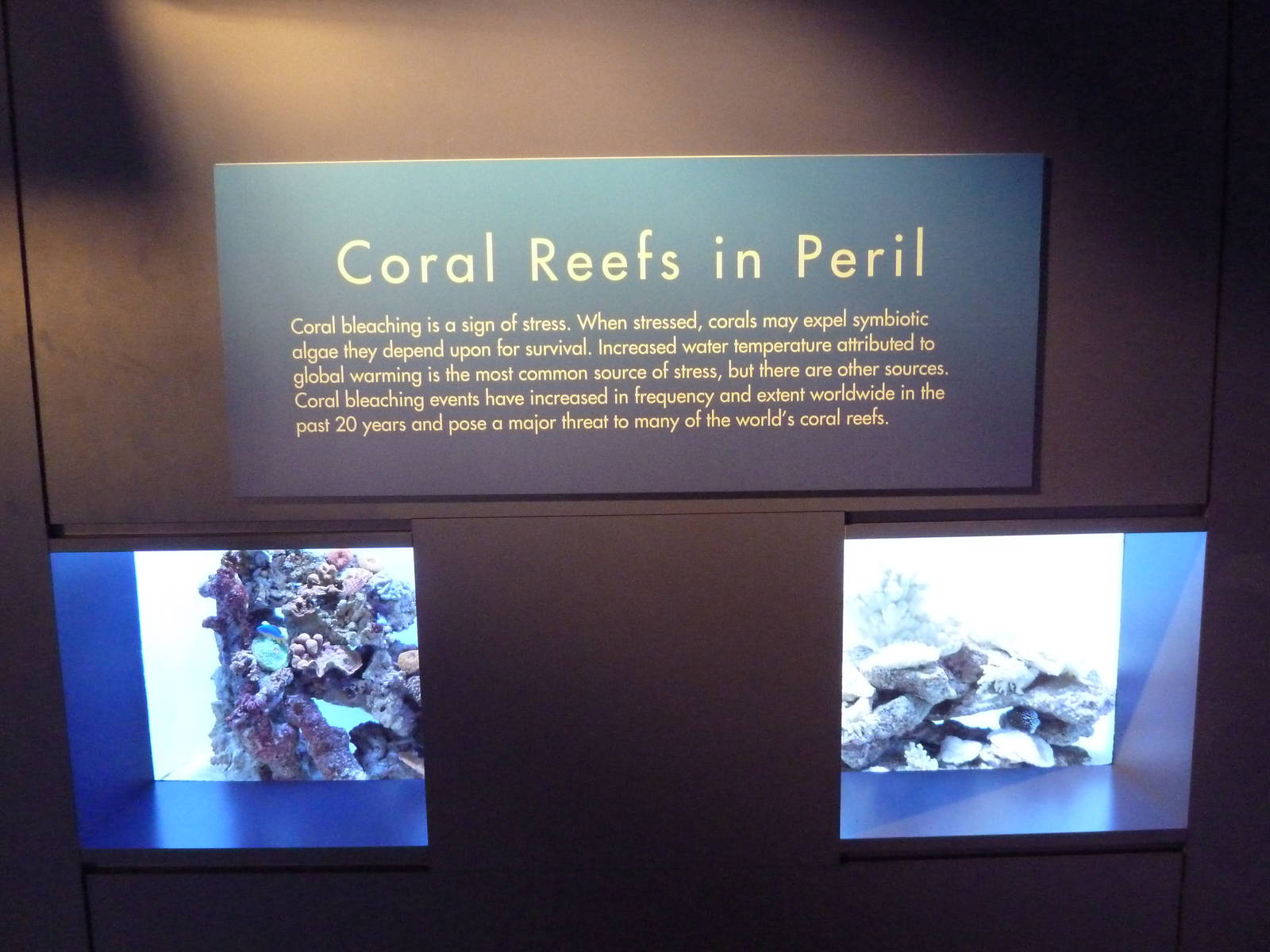 Tropical Pacific Gallery - Coral Reef Bleaching Exhibit