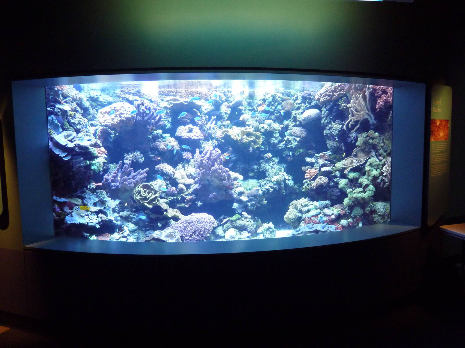 Tropical Pacific Gallery - Coral Reef Exhibit