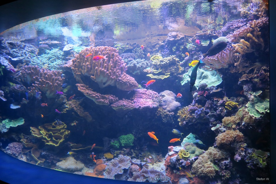 Tropical Pacific Gallery - Coral Rescue