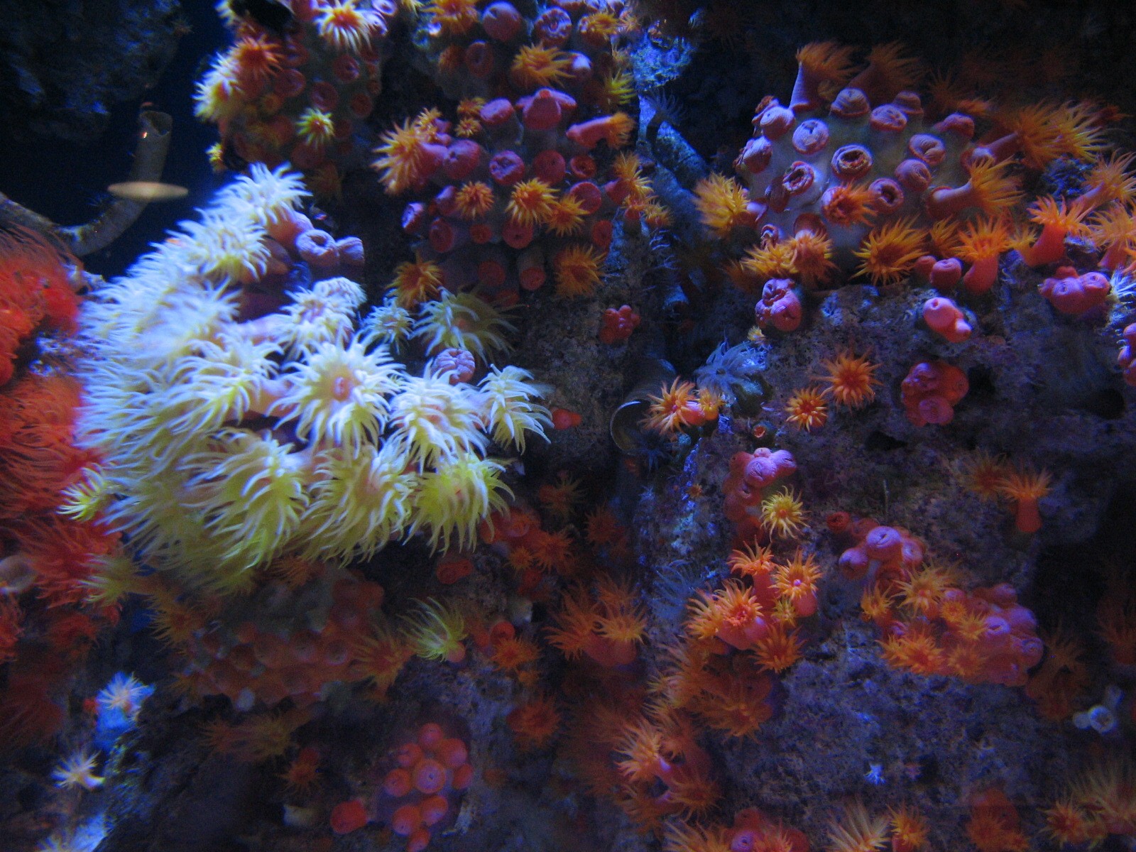 Tropical Pacific Gallery - Deep Reef Exhibit - Orangecup and Tree Corals