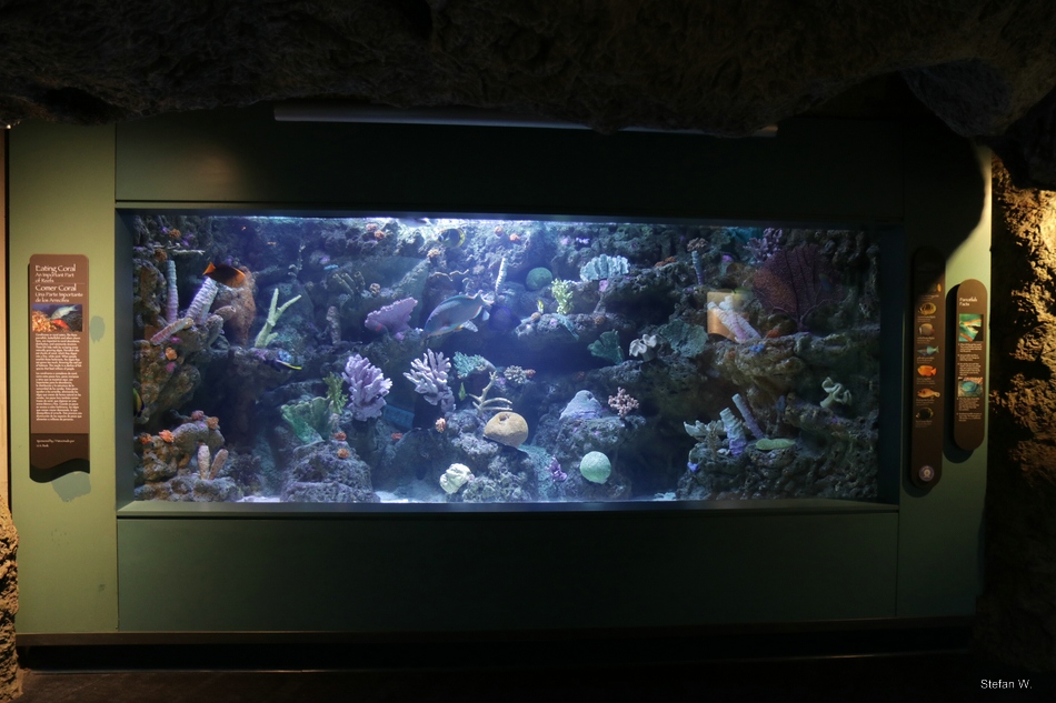 Tropical Pacific Gallery - Eating Coral