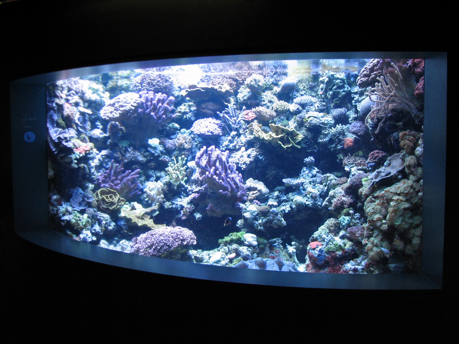 Tropical Pacific Gallery - Giant Clam Exhibit