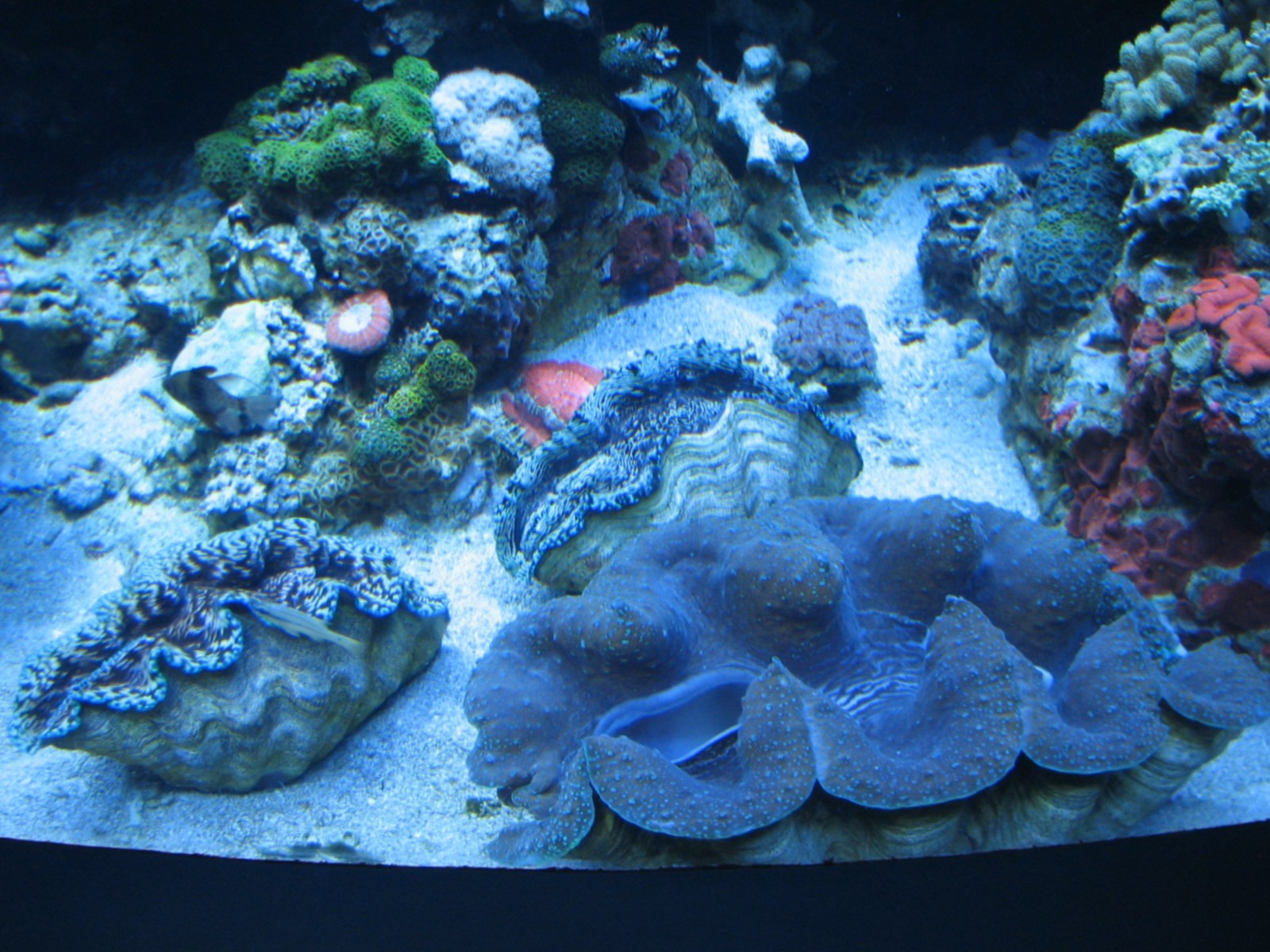 Tropical Pacific Gallery - Giant Clam Exhibit