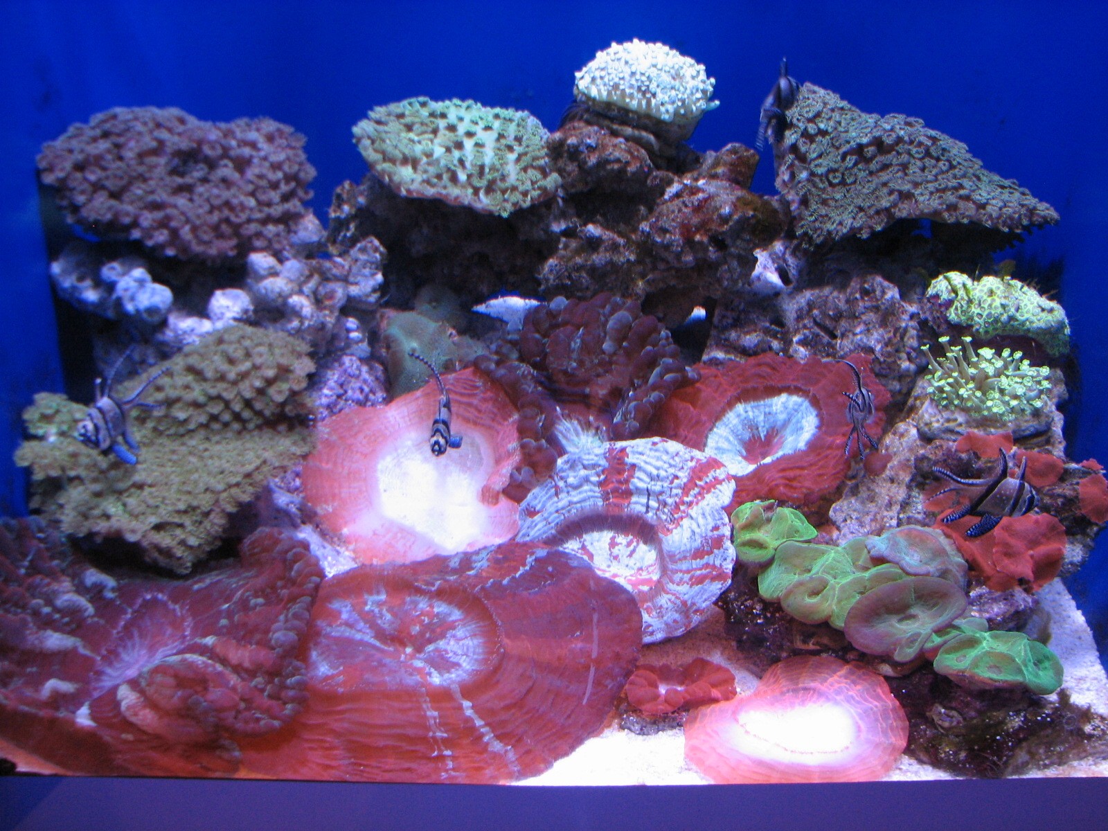 Tropical Pacific Gallery - Jewels of the Pacific Exhibits - Bangghai Cardin