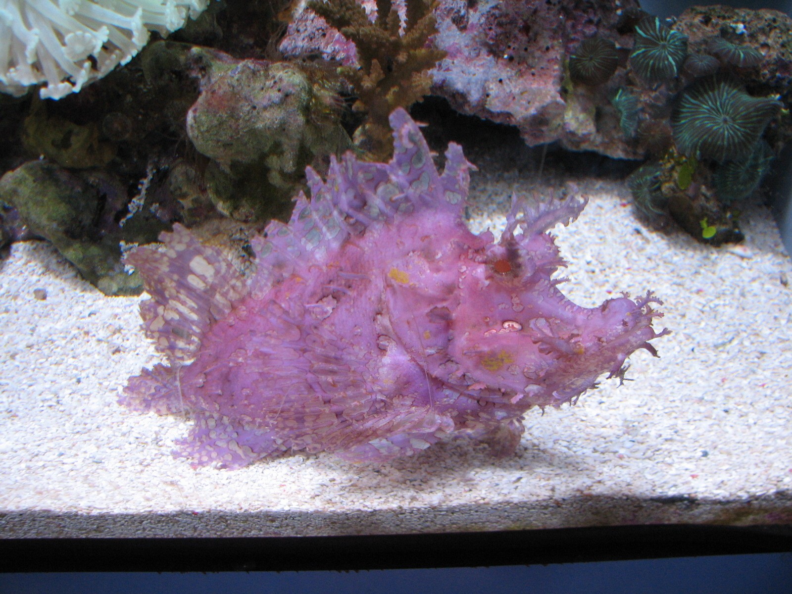 Tropical Pacific Gallery - Jewels of the Pacific Exhibits - Weedy Scorpionf
