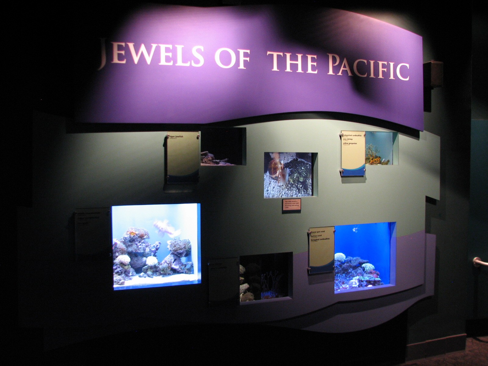 Tropical Pacific Gallery - Jewels of the Pacific Exhibits
