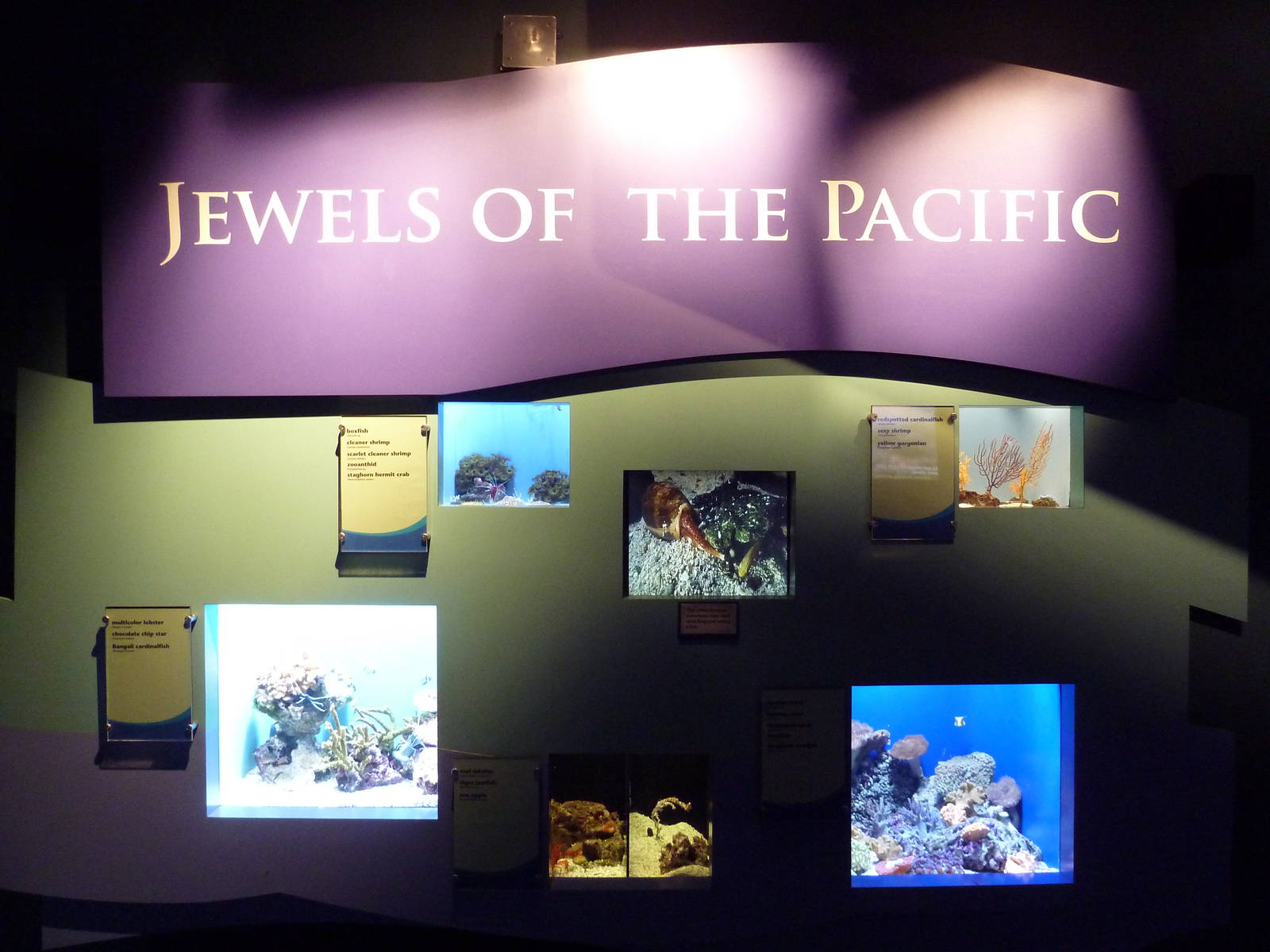 Tropical Pacific Gallery - Jewels Of The Pacific Exhibits
