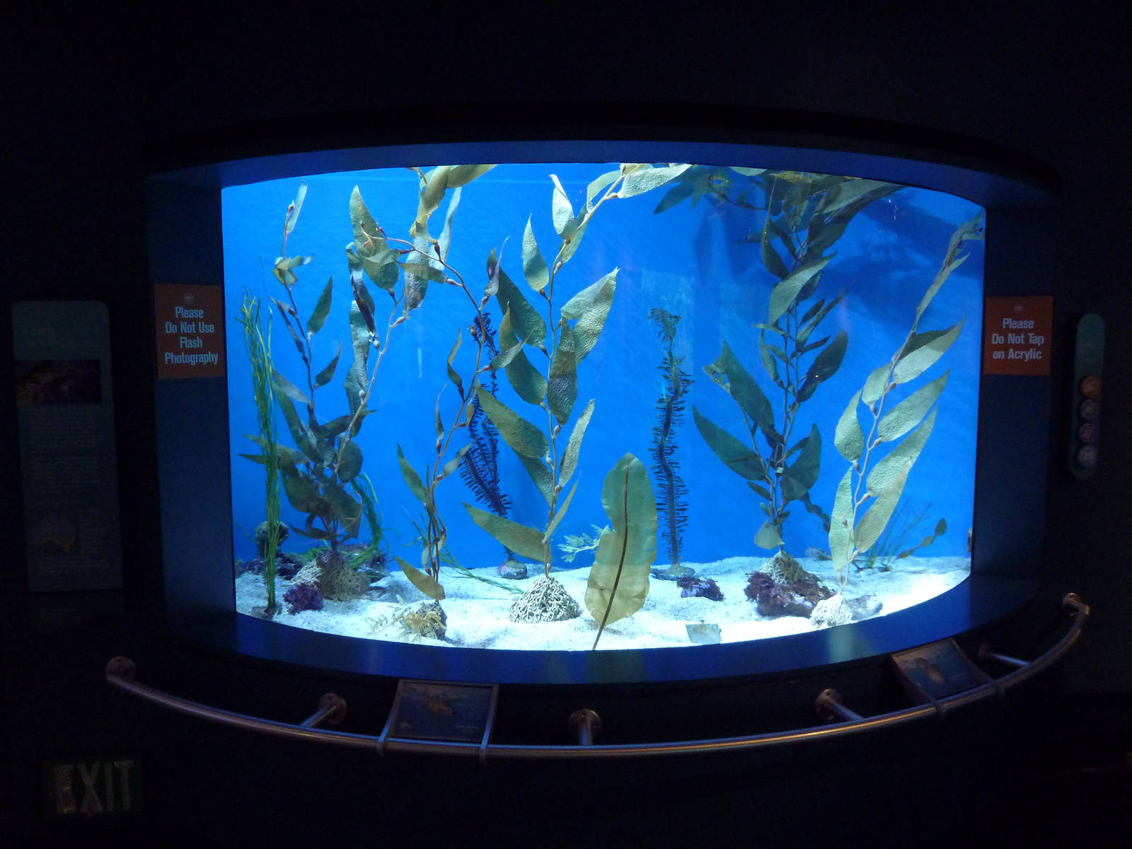 Tropical Pacific Gallery - Leafy Sea Dragon Exhibit