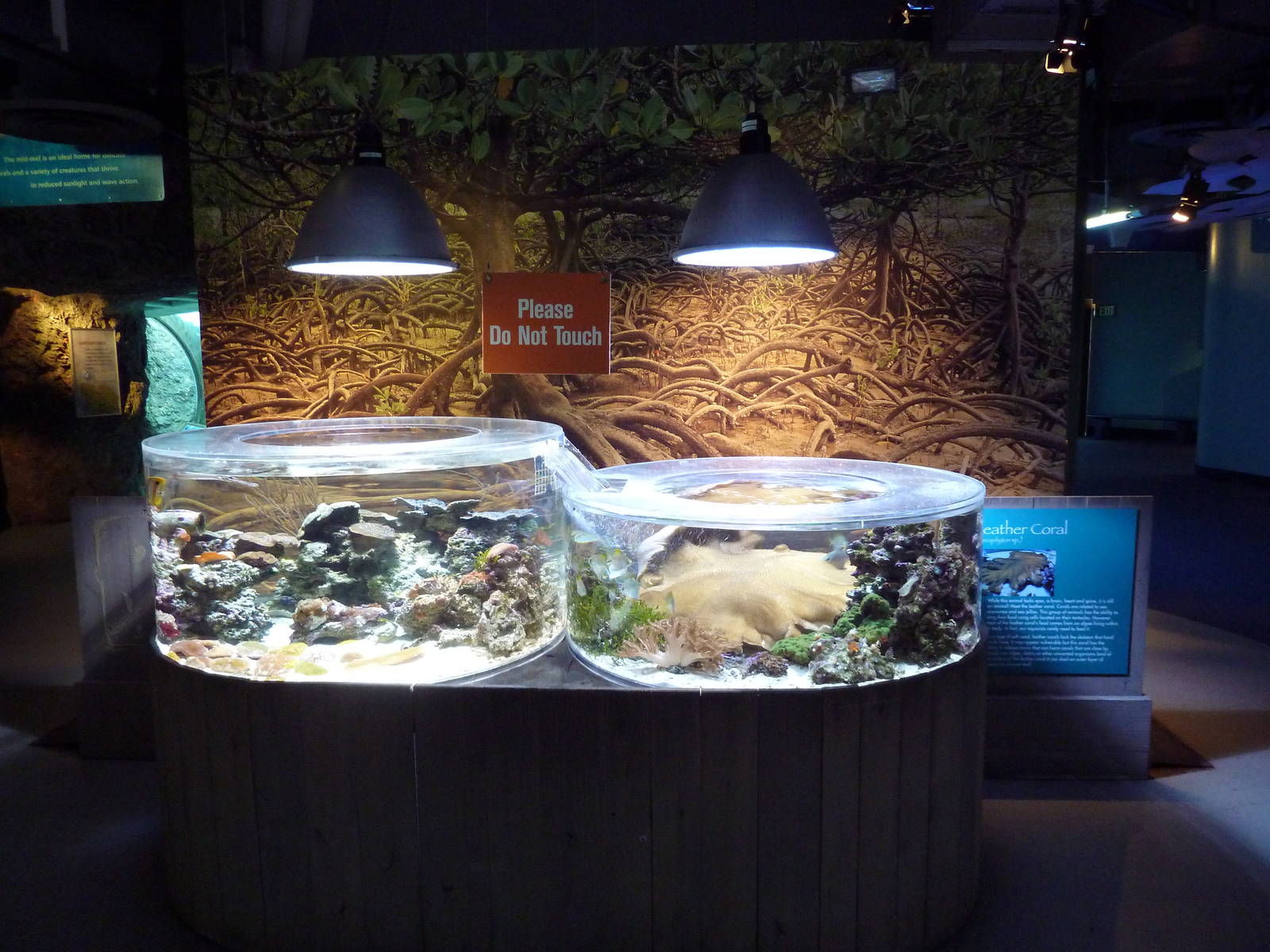 Tropical Pacific Gallery - Leather Coral Exhibit