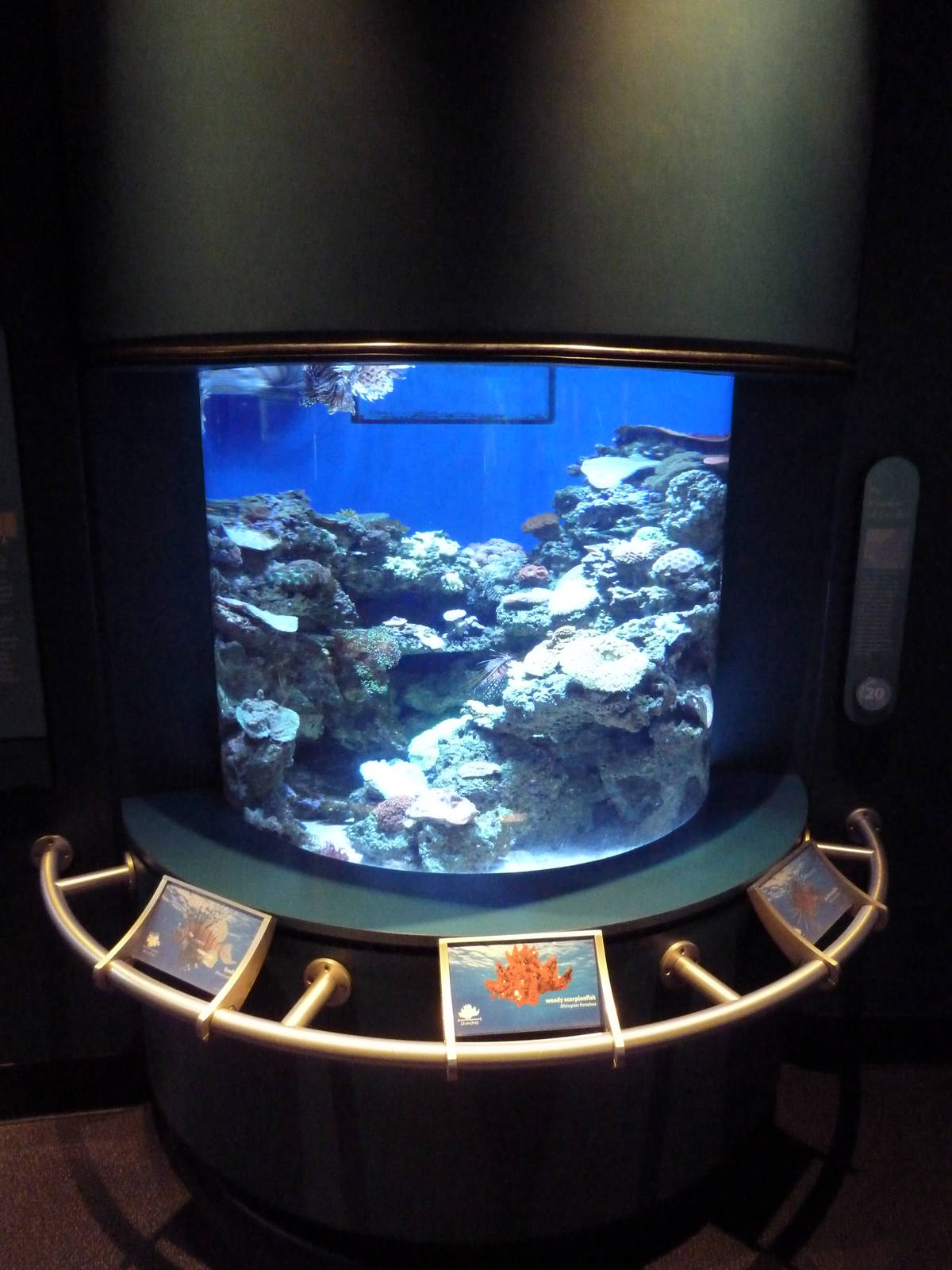 Tropical Pacific Gallery - Lionfish Exhibit