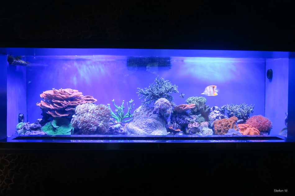 Tropical Pacific Gallery - Living Corals