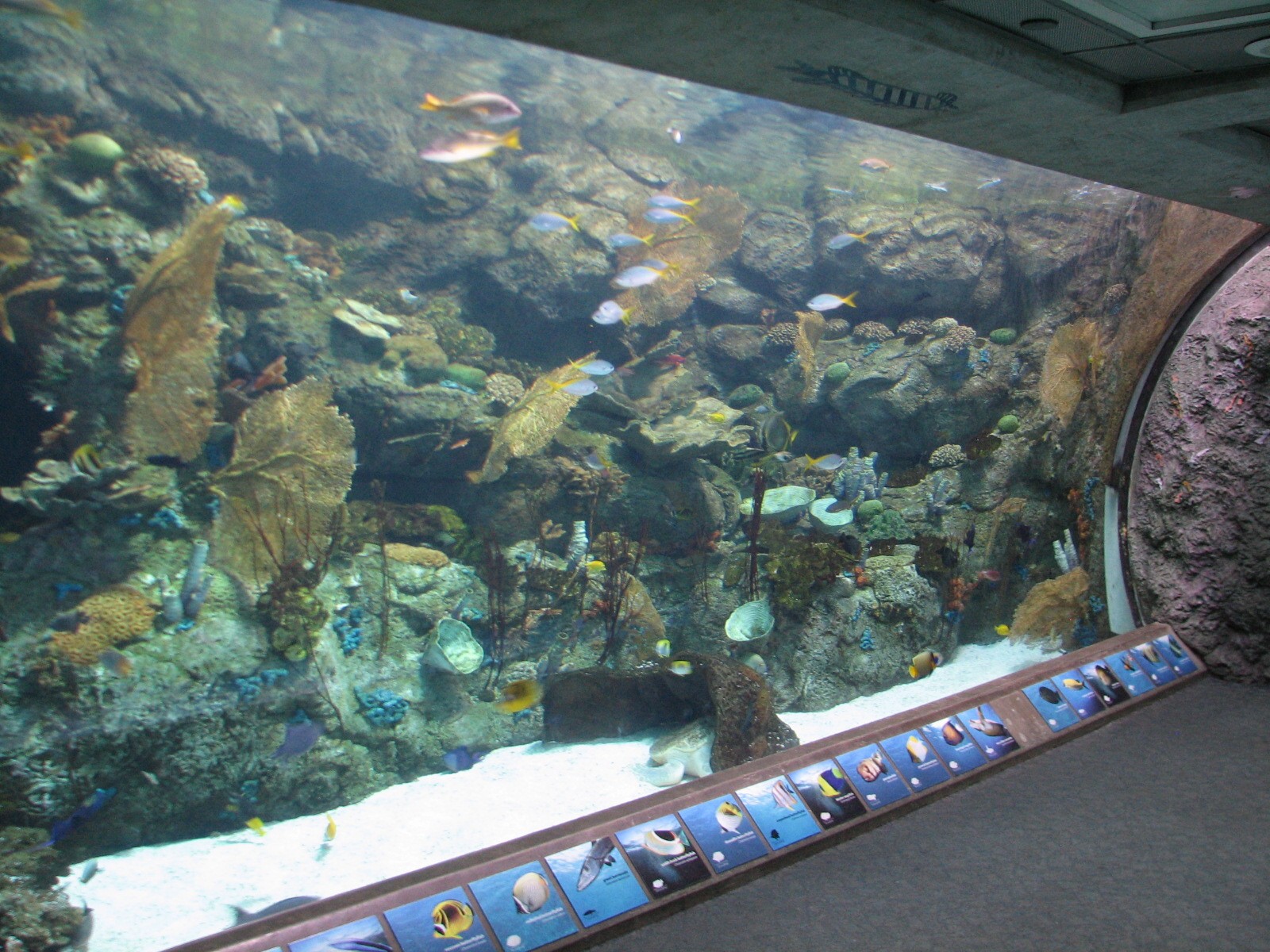 Tropical Pacific Gallery - Olive Ridley Sea Turtle Exhibit