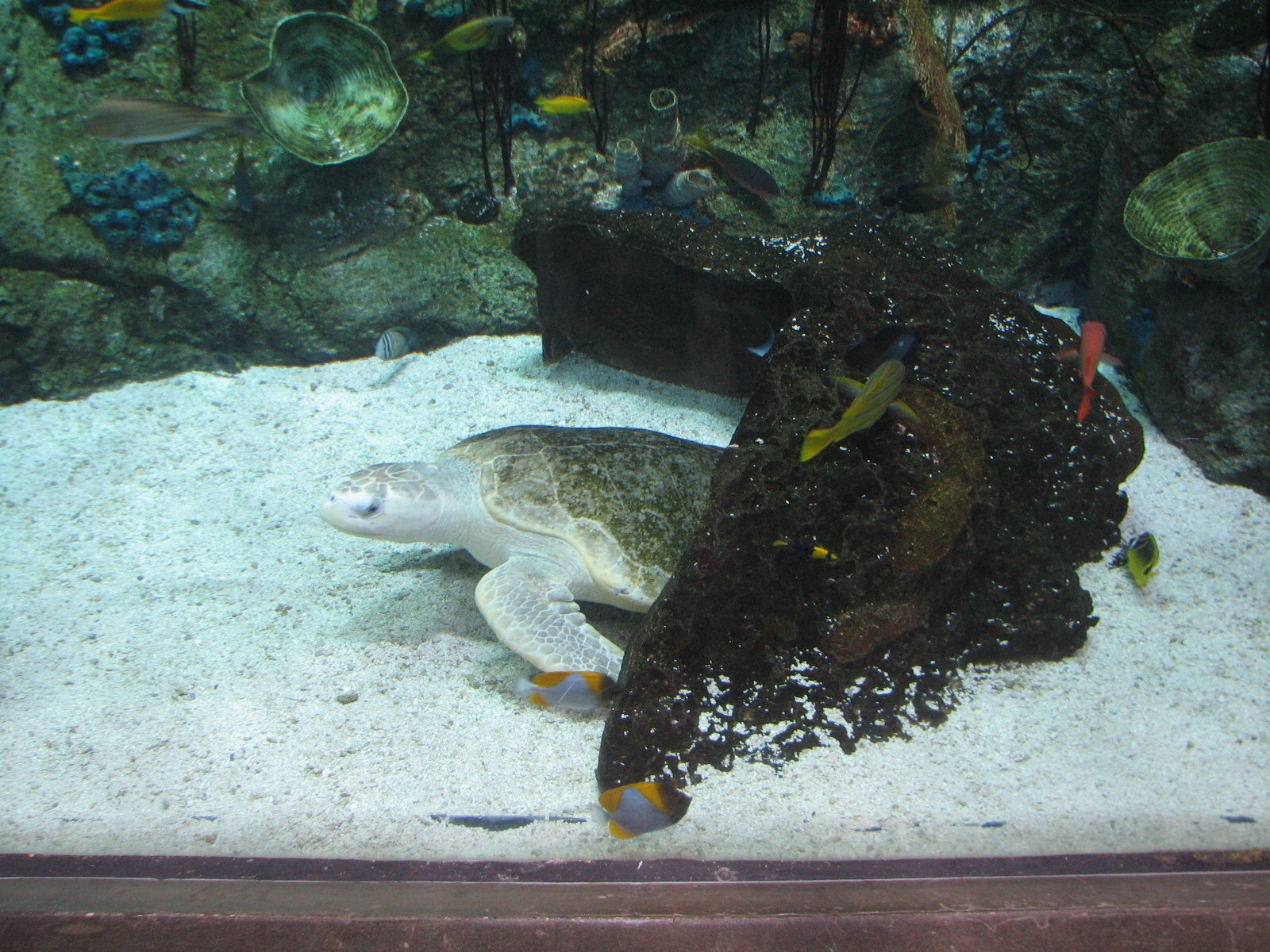 Tropical Pacific Gallery - Olive Ridley Sea Turtle