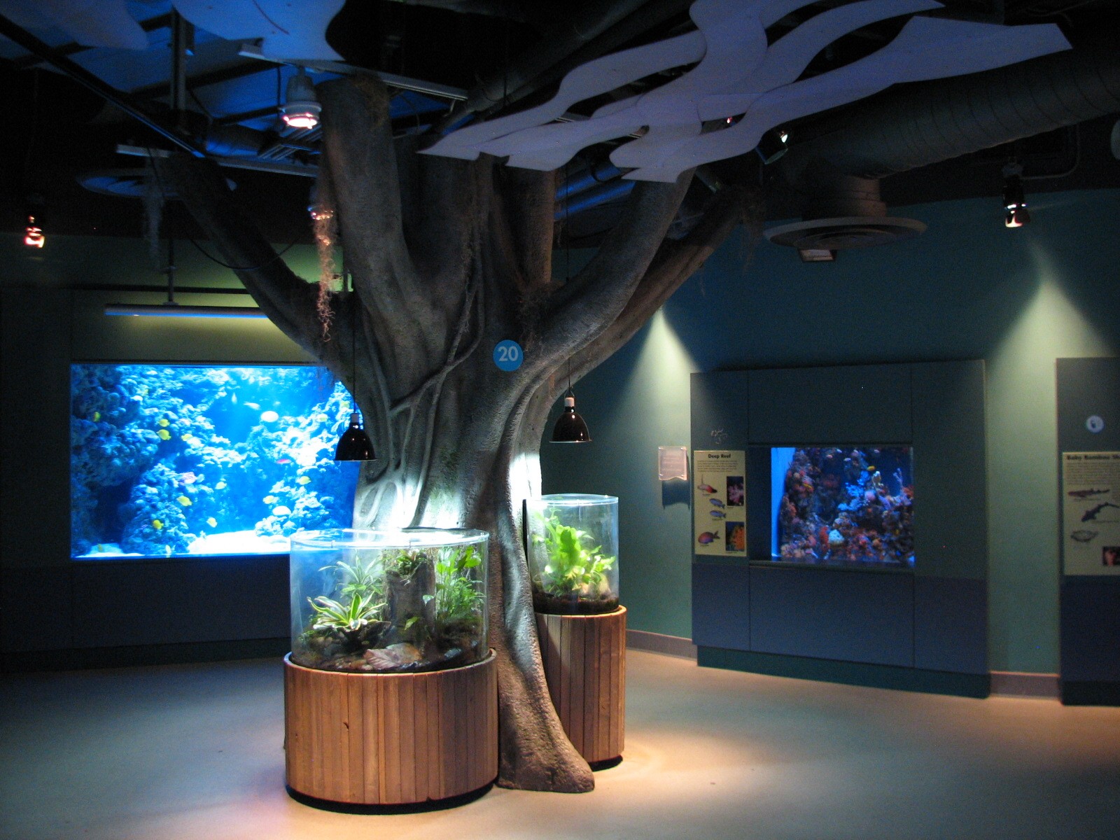 Tropical Pacific Gallery - Poison Dart Frog Exhibits