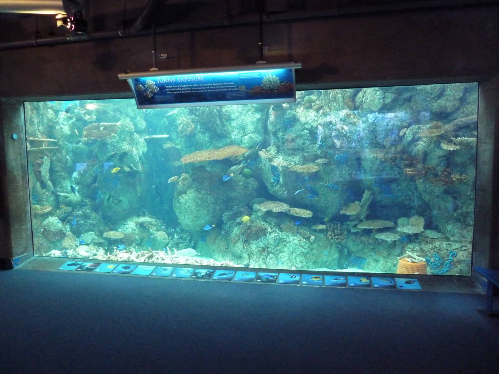 Tropical Pacific Gallery - Reef Crest Exhibit